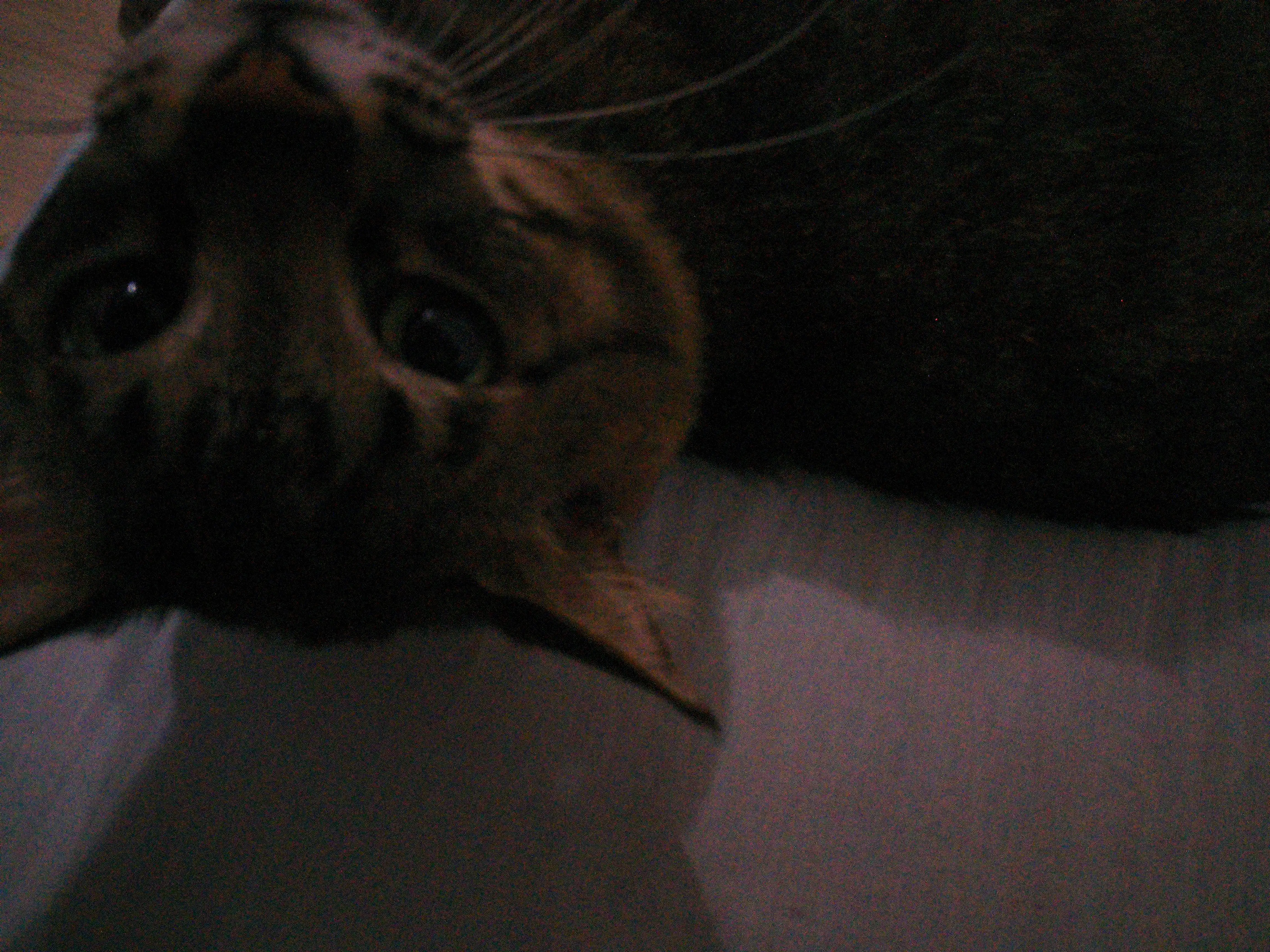 Meu gato, Timóteo, visto de cabeça pra baixo