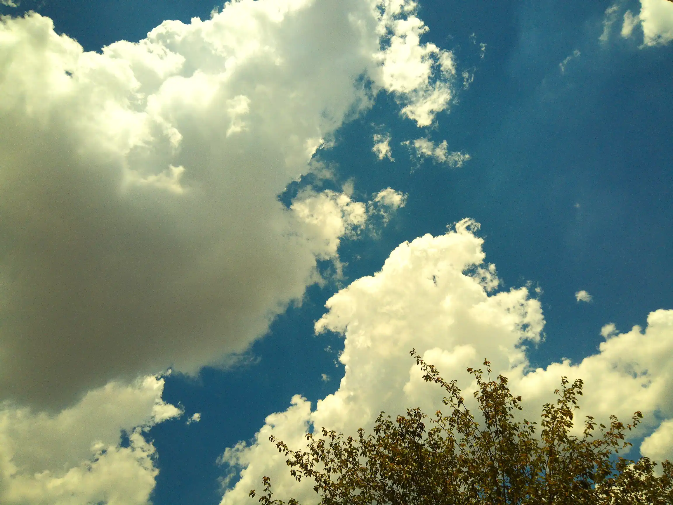 Um raro céu limpo com nuvens cheias, galhos de uma árvore aparecem no canto inferior direito