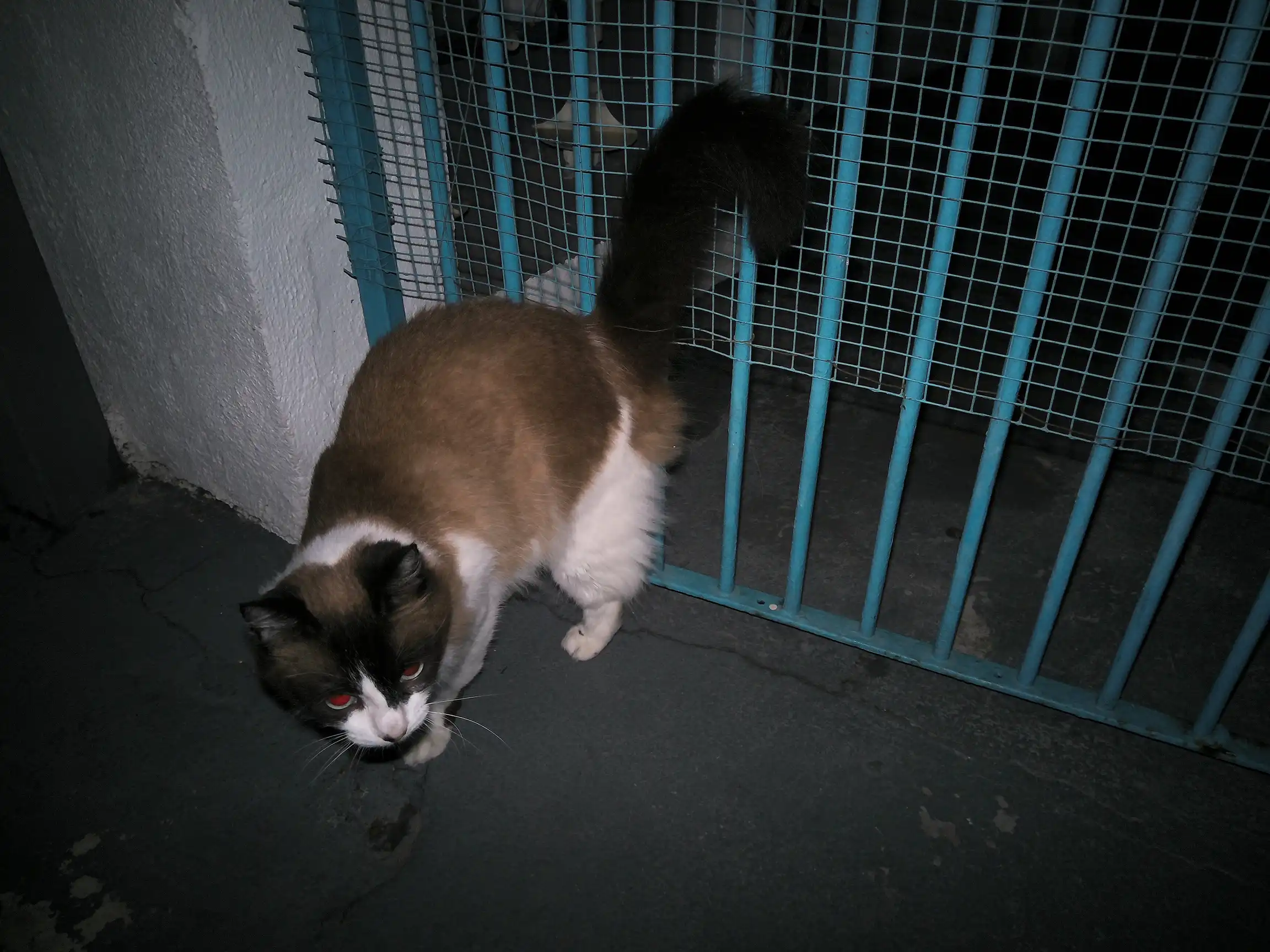 A gata da vizinha, eu sou louco pra pegar ela pra mim.