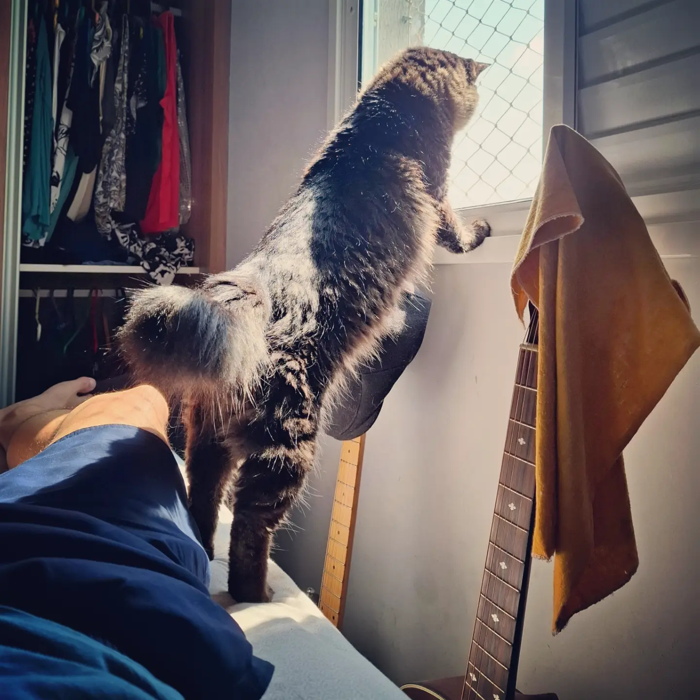 “Uma imagem mostrando meu gato Timóteo na ponta da cama de pé, com as patas dianteiras no batente da janela, ele está olhando pra fora.”