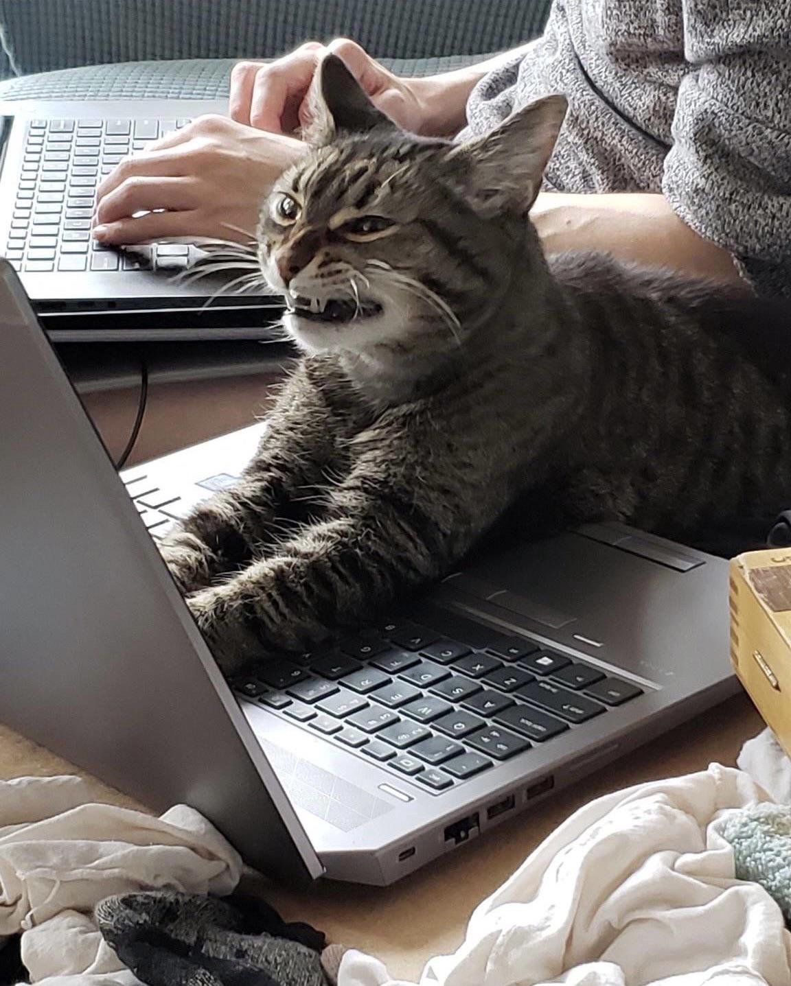 Um gato fazendo cara feia ao usar um computador